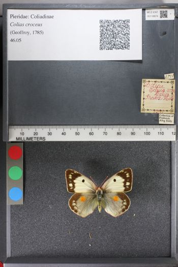Media type: image;   Entomology 118874